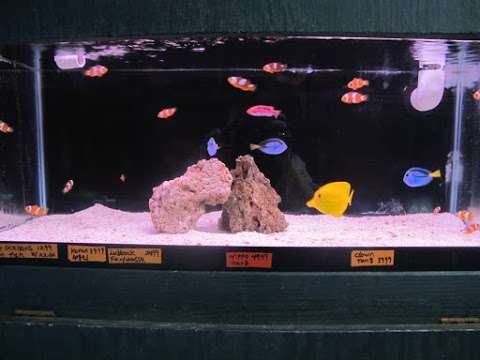 Jobs in Tropical Island Aquarium Fish Store Long Island - reviews